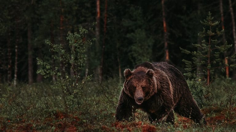 Alexander Kopatz - European brown bear-3