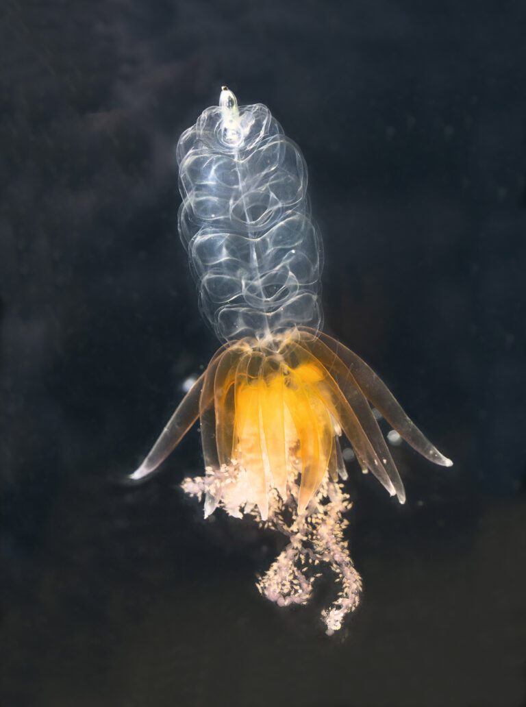 Kolonimaneten Physophora hydrostatica