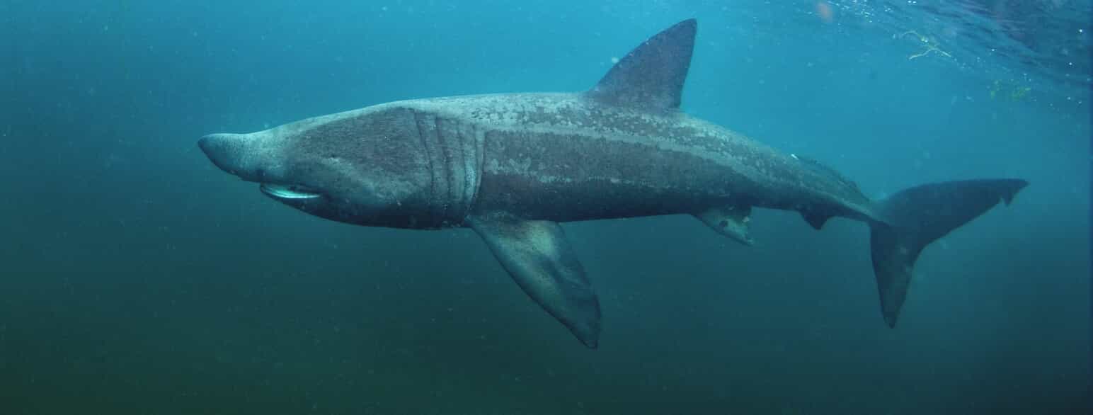 VIDEO: På jakt etter verdens nest største fisk