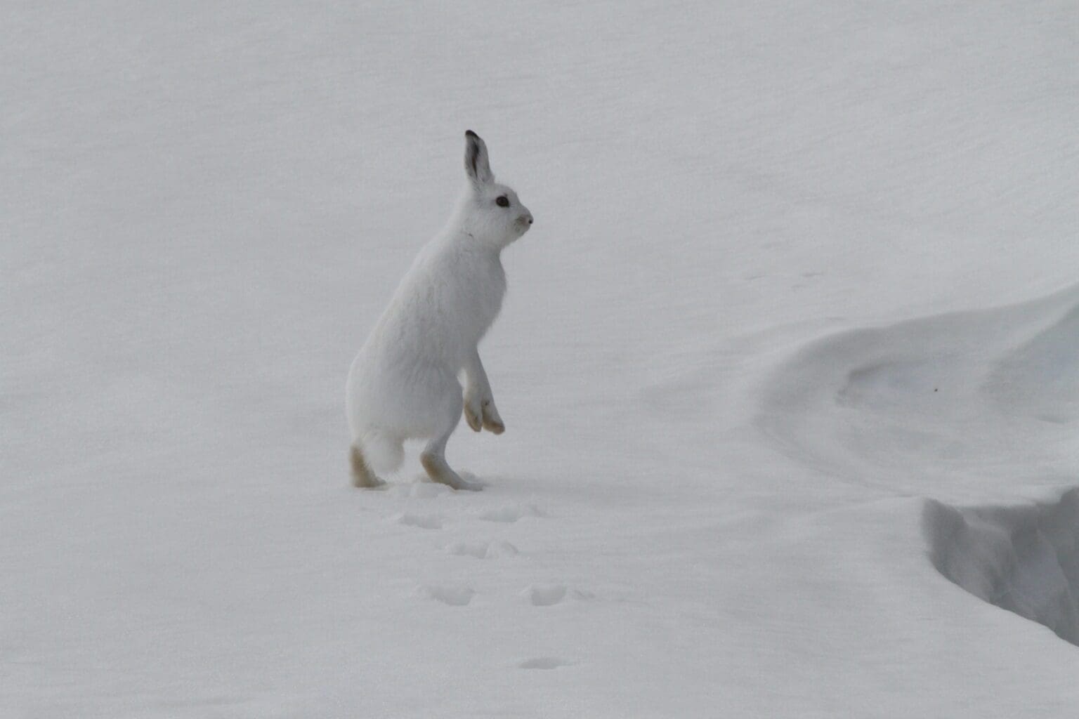Alle vet at haren hopper, men hvordan ser sporene ut?