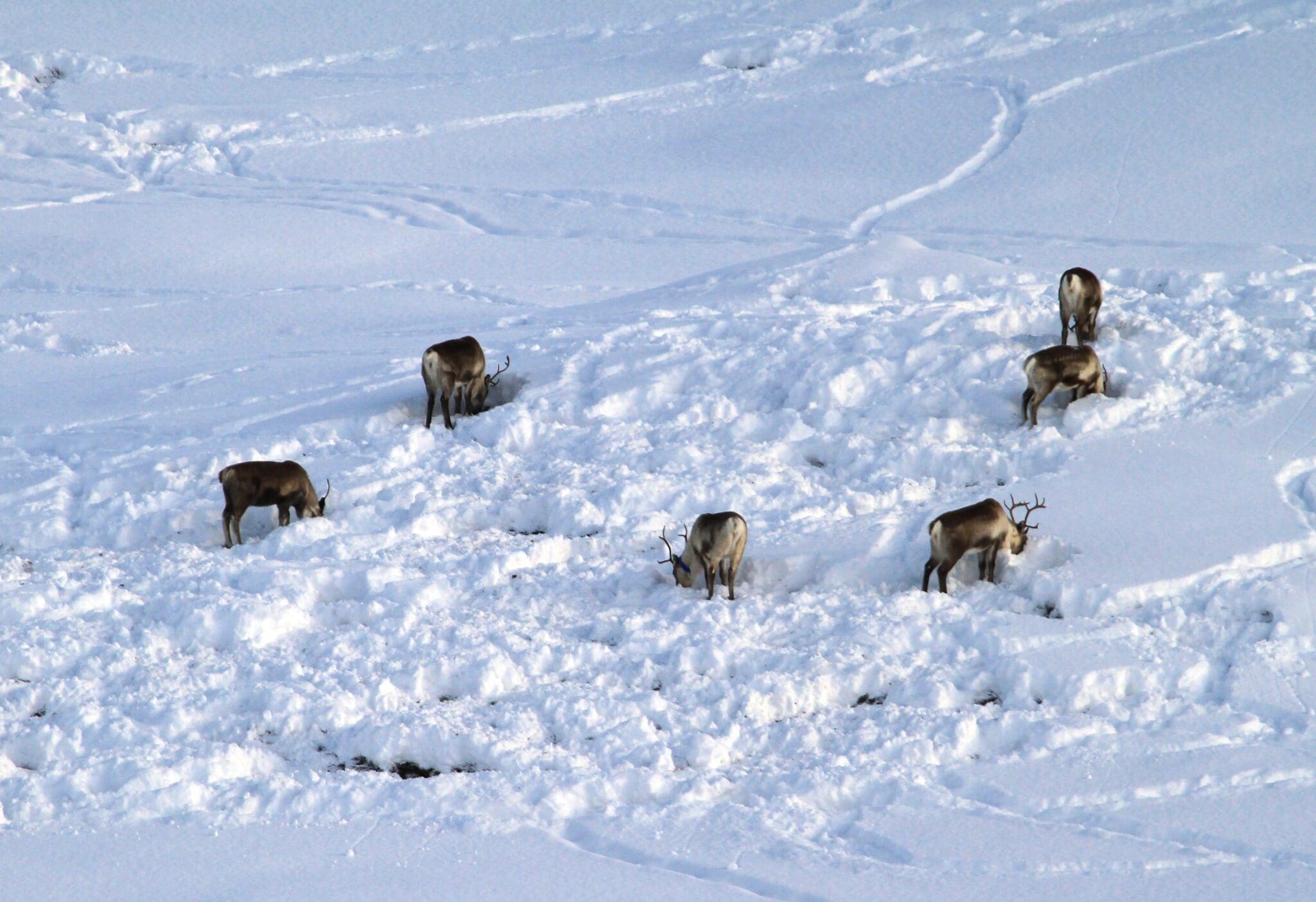 Reinen lager sporene sammen