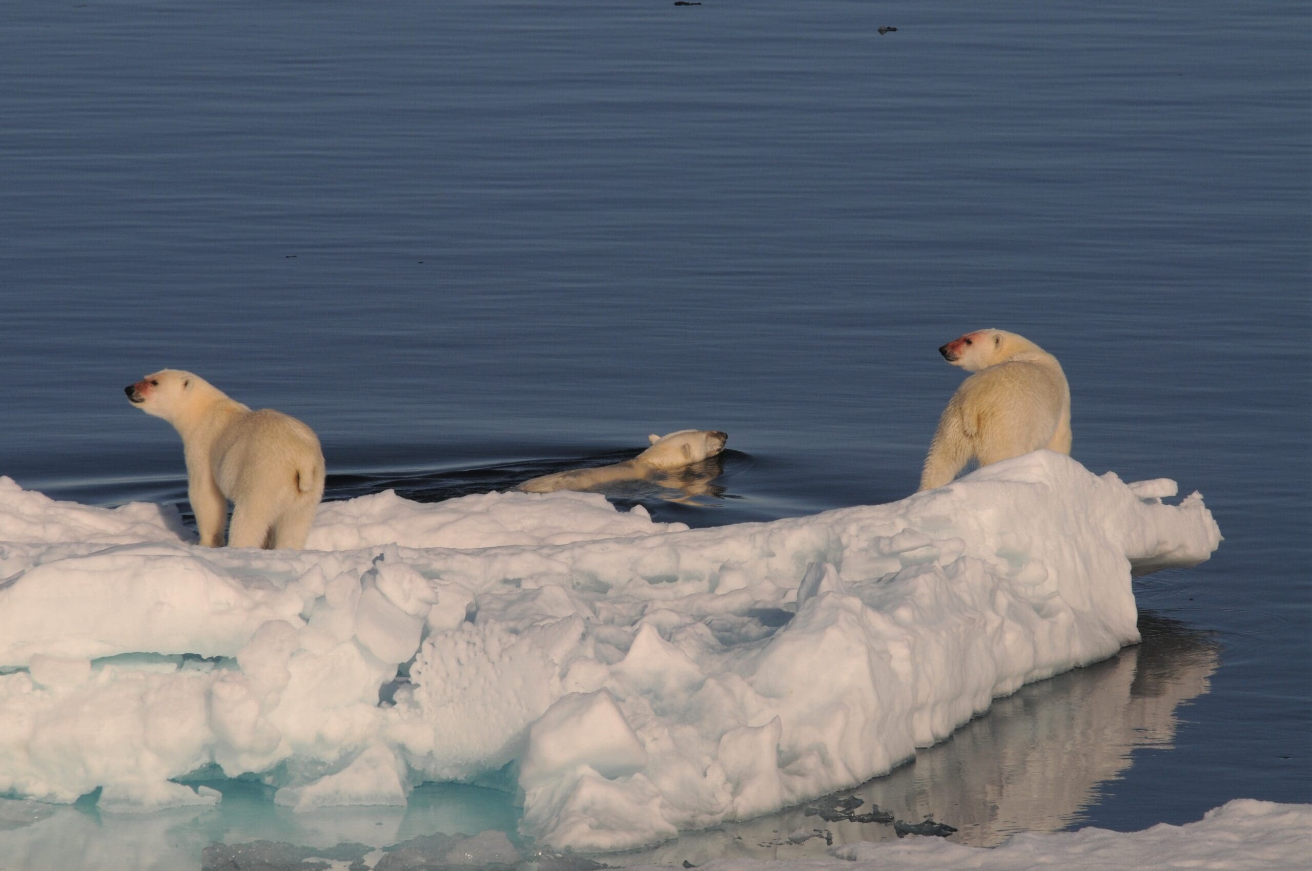 Hva skjer med isbjørnen når havisen forsvinner?