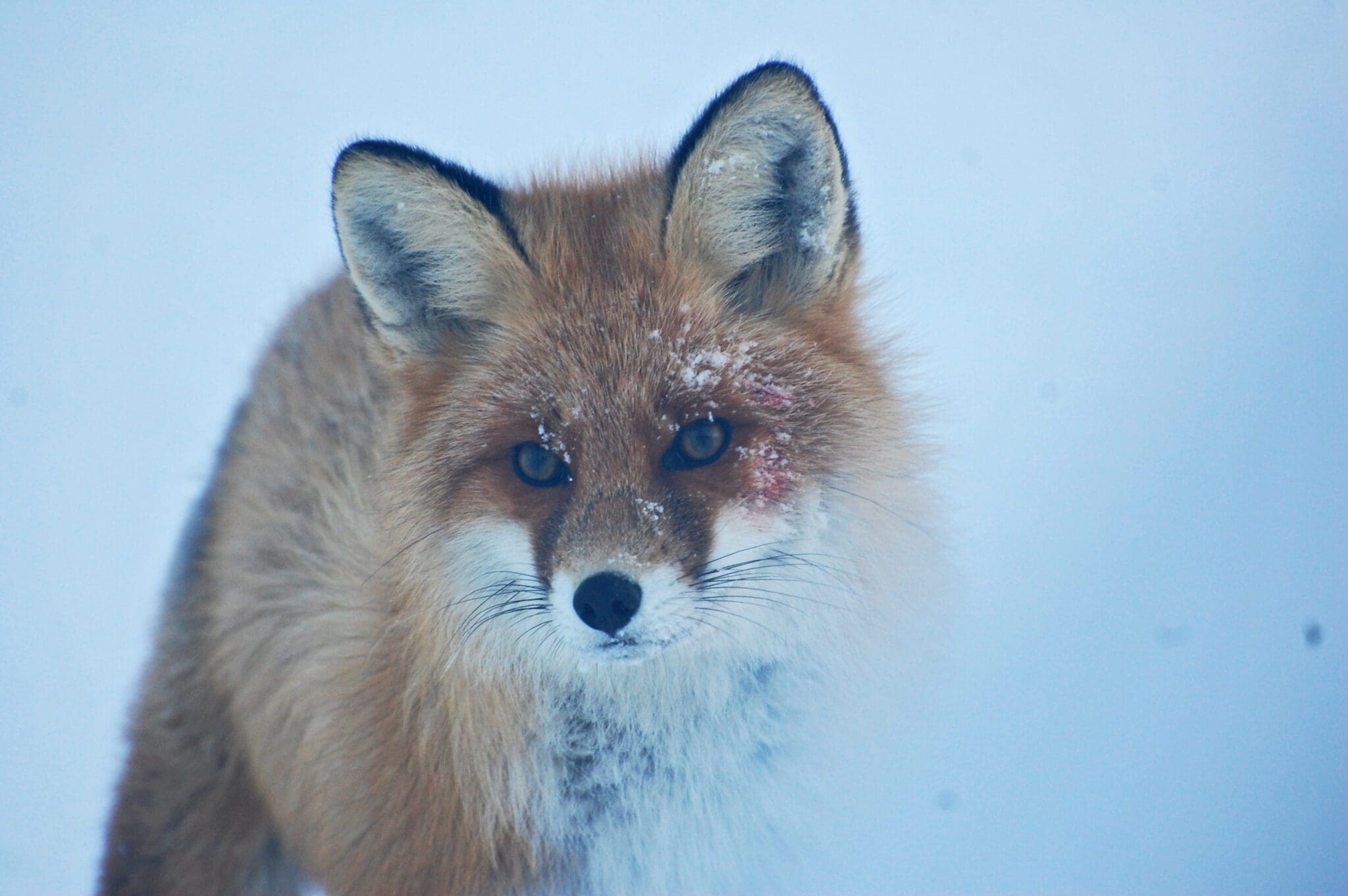 Slik vet du at reven har lusket forbi