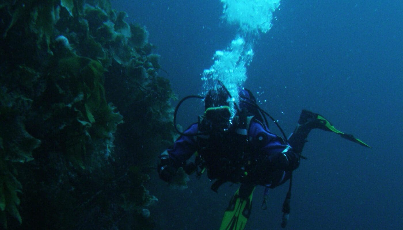 VIDEO: Deres motstander er kråkebollene, møt tarevokterne!