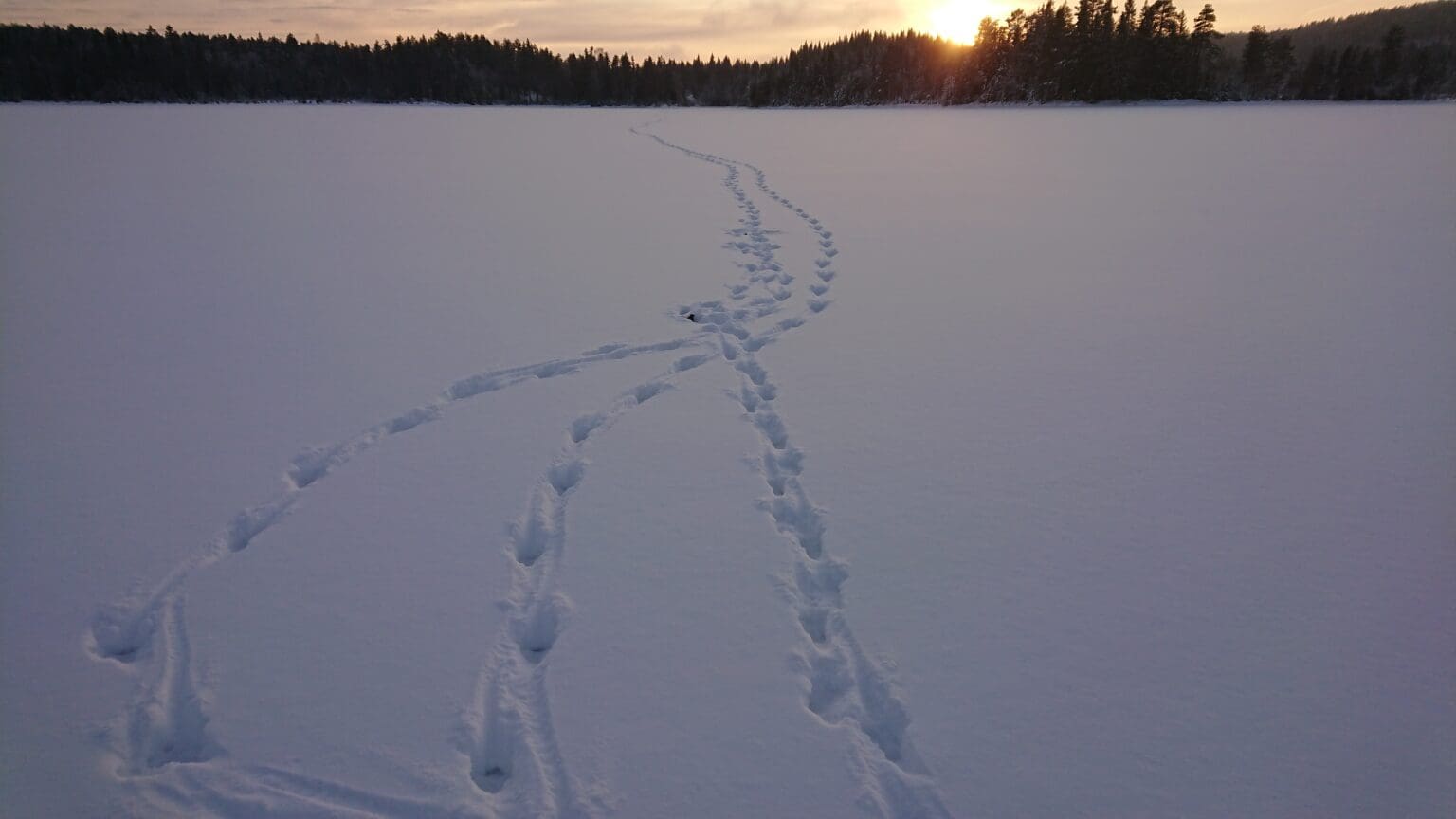 Ulvespor er vanskelig å tyde