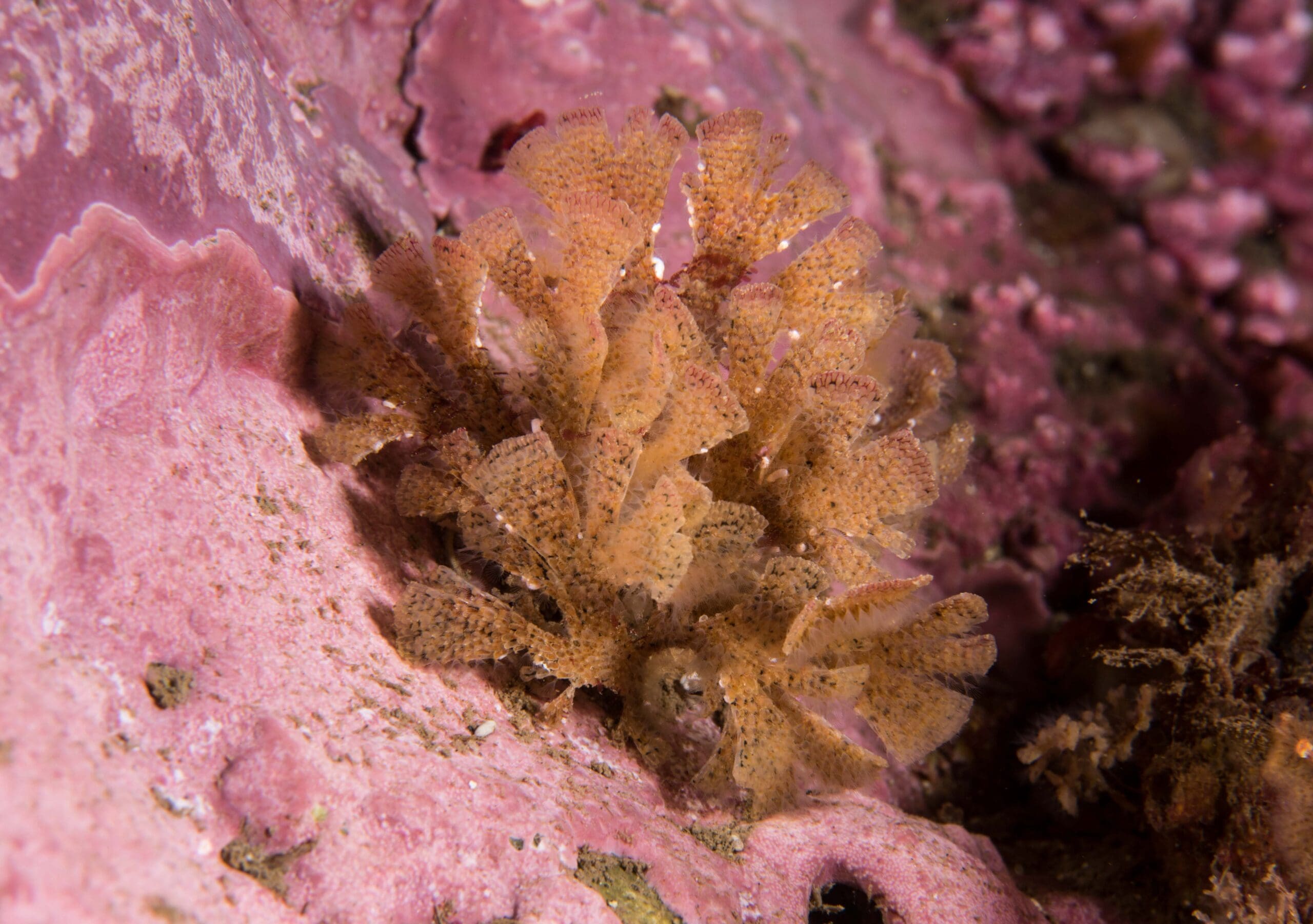 Climate and ocean acidification effects on benthos in Kongsfjorden, Svalbard