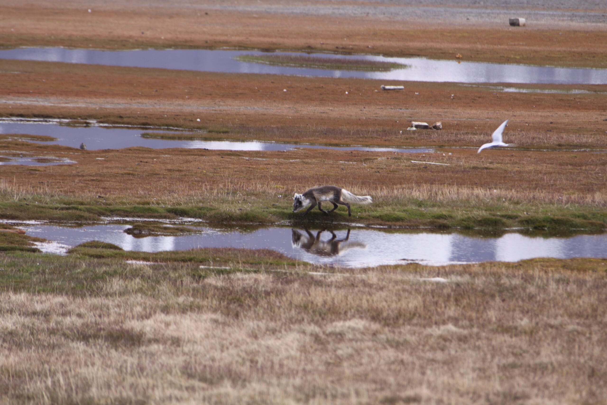 What does the arctic fox eat?