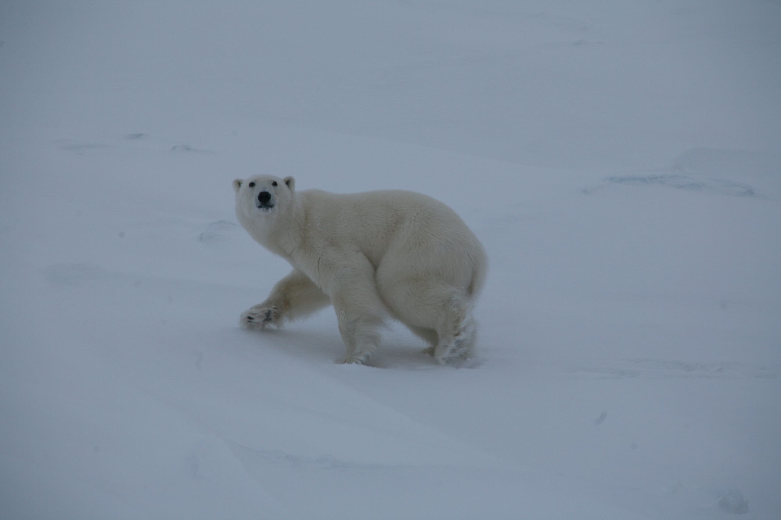 Polar bears: delight and nuisance