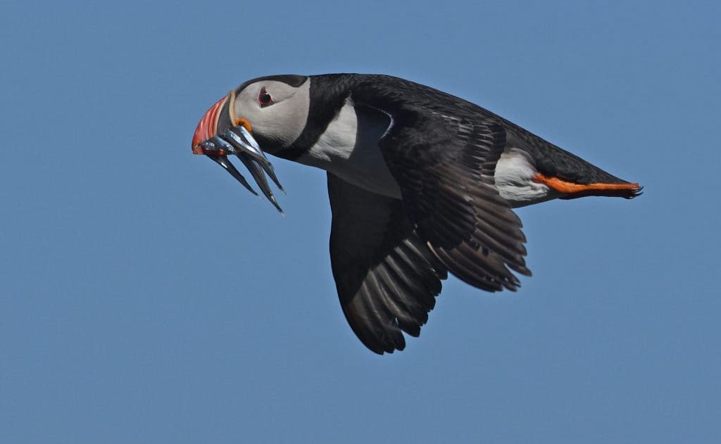Foto av lundefugl som fly med fisker i nebbet
