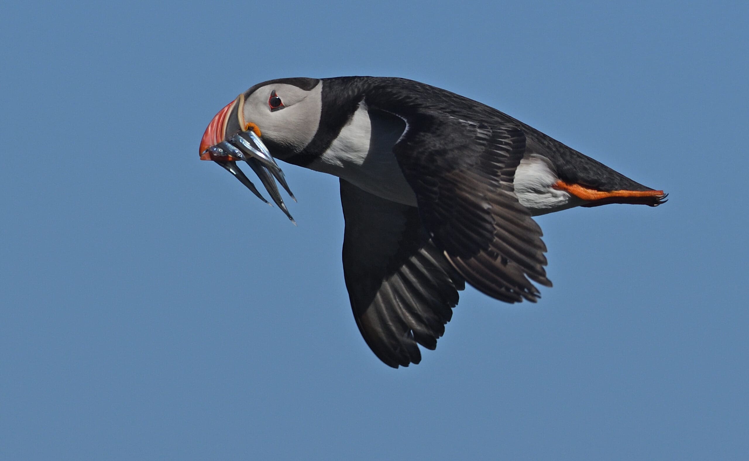 Seabirds ring the alarm