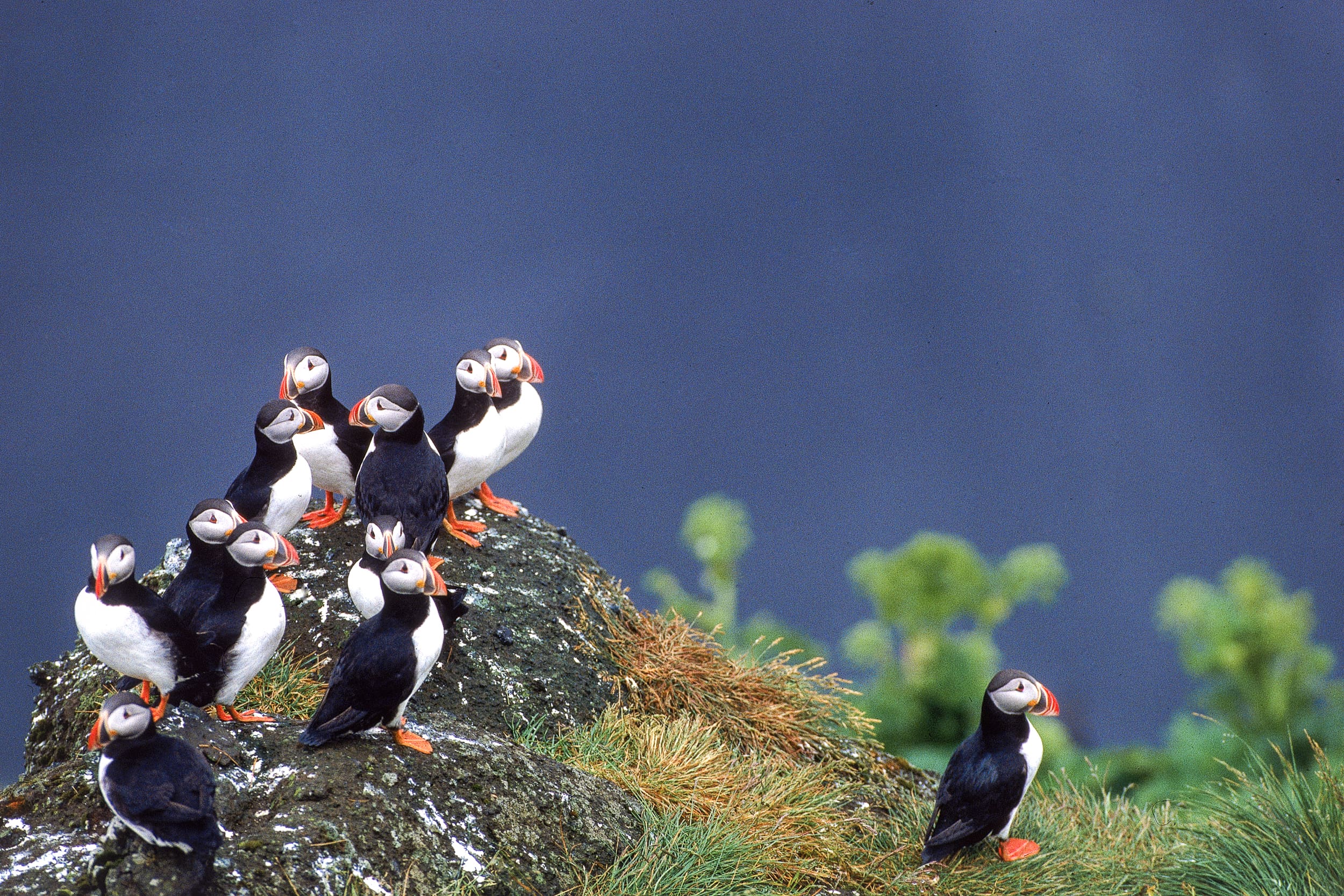 Puffin hunting in Iceland gives a unique insight into climate effects