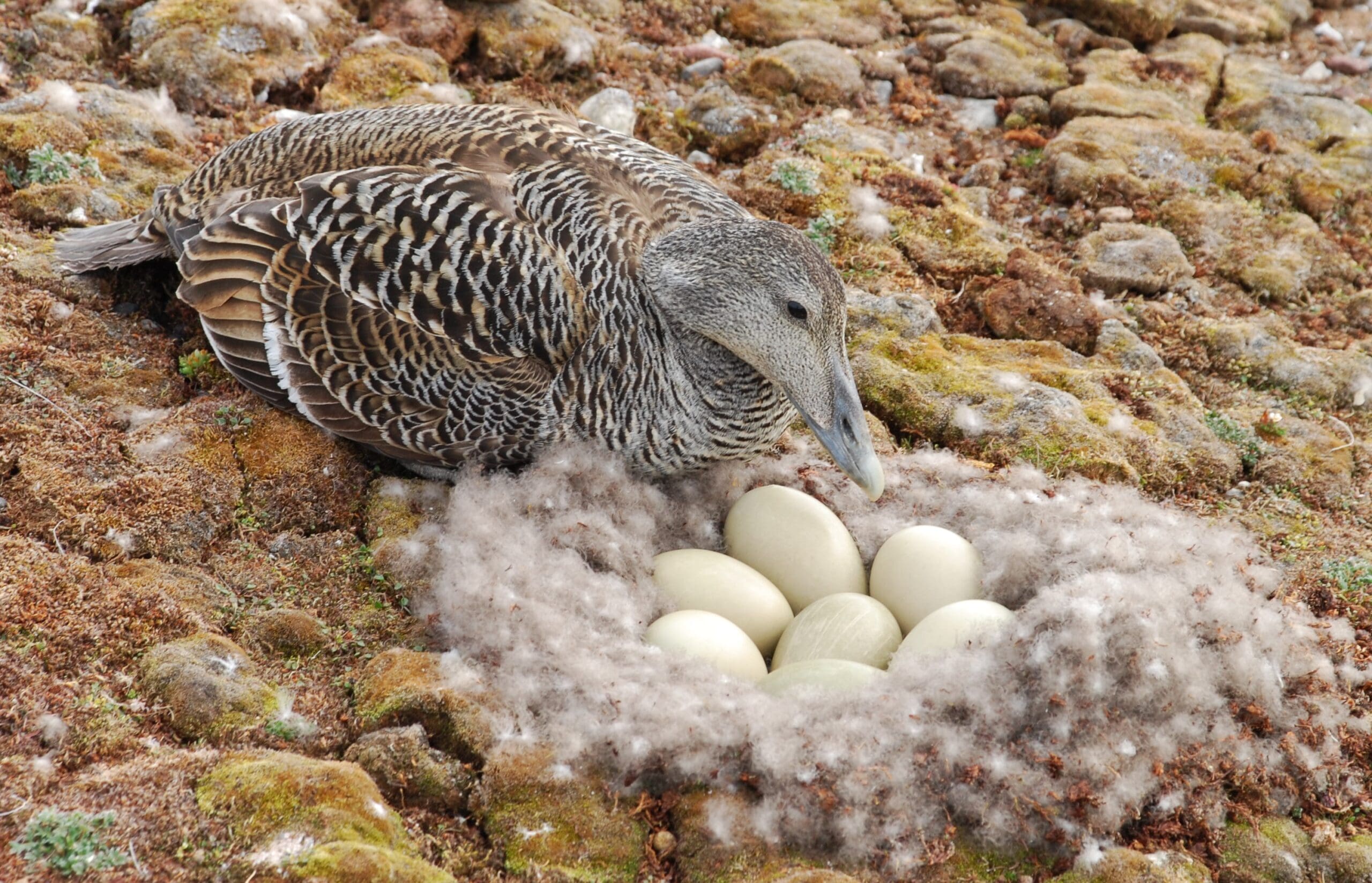 Norwegian Environmental Specimen Bank helps us understand chemicals’ history