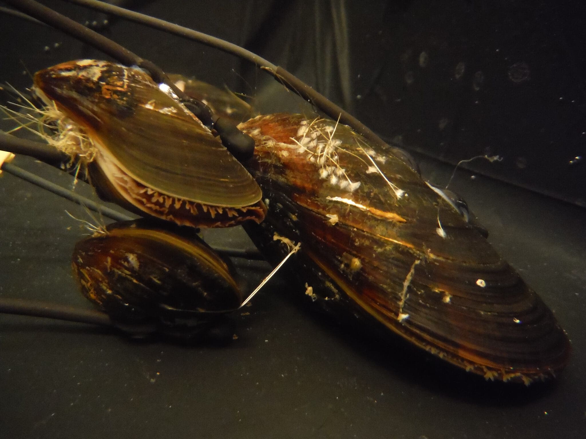 Biosensors in the Arctic: bivalves for real-time marine monitoring