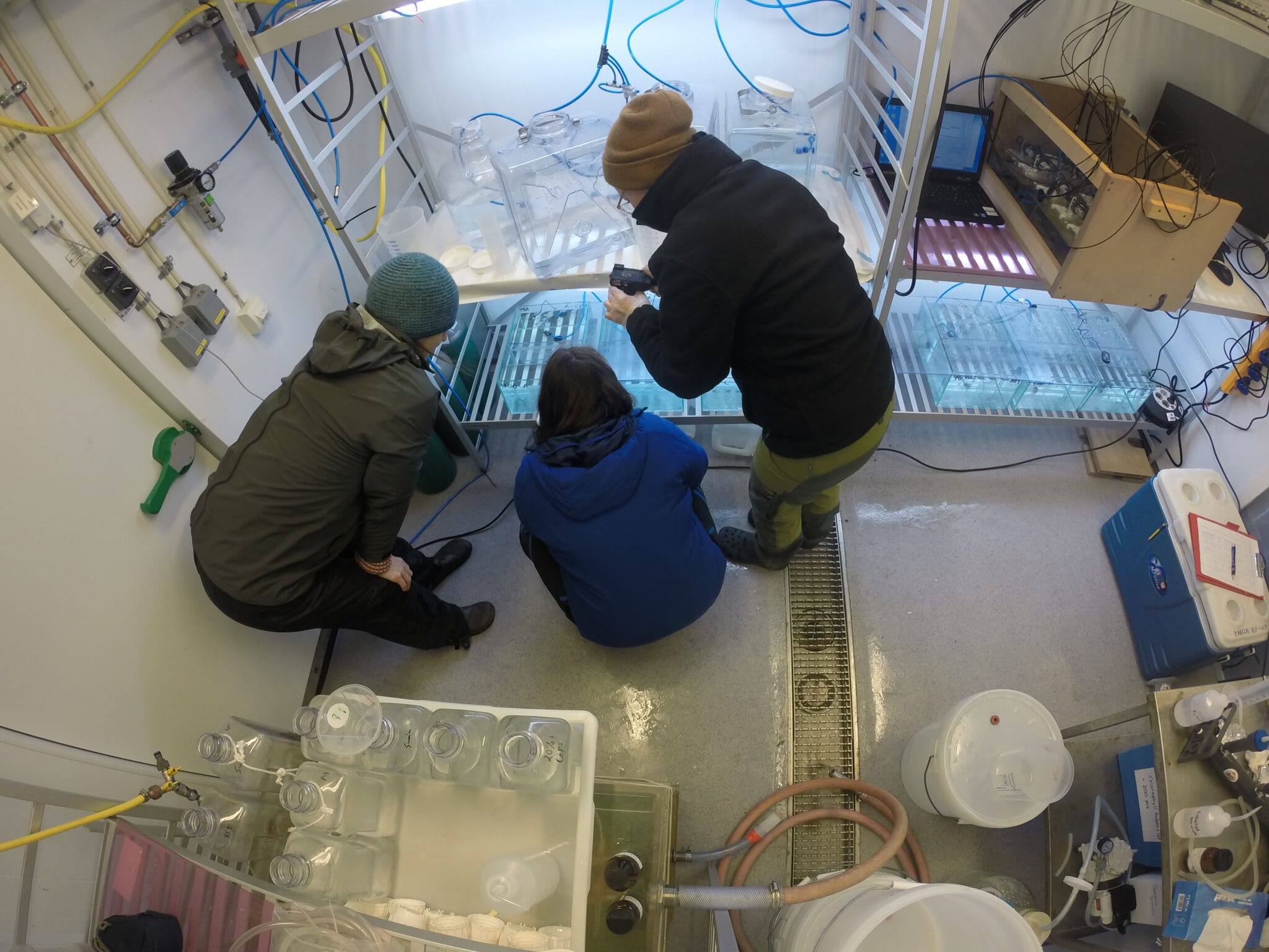 Arctic marine organisms responding seasonally to ocean acidification