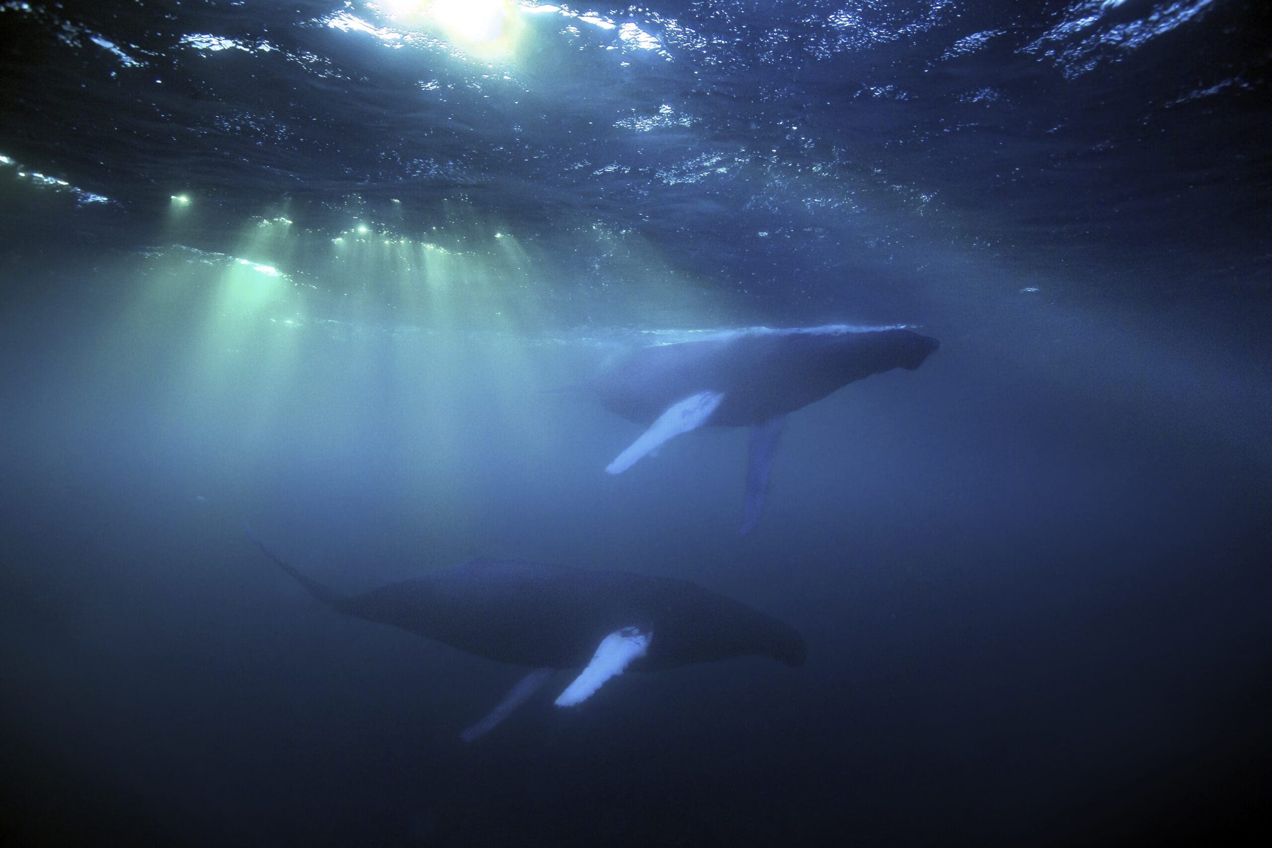 Hvalen Theresia ble mamma på vei til Syden