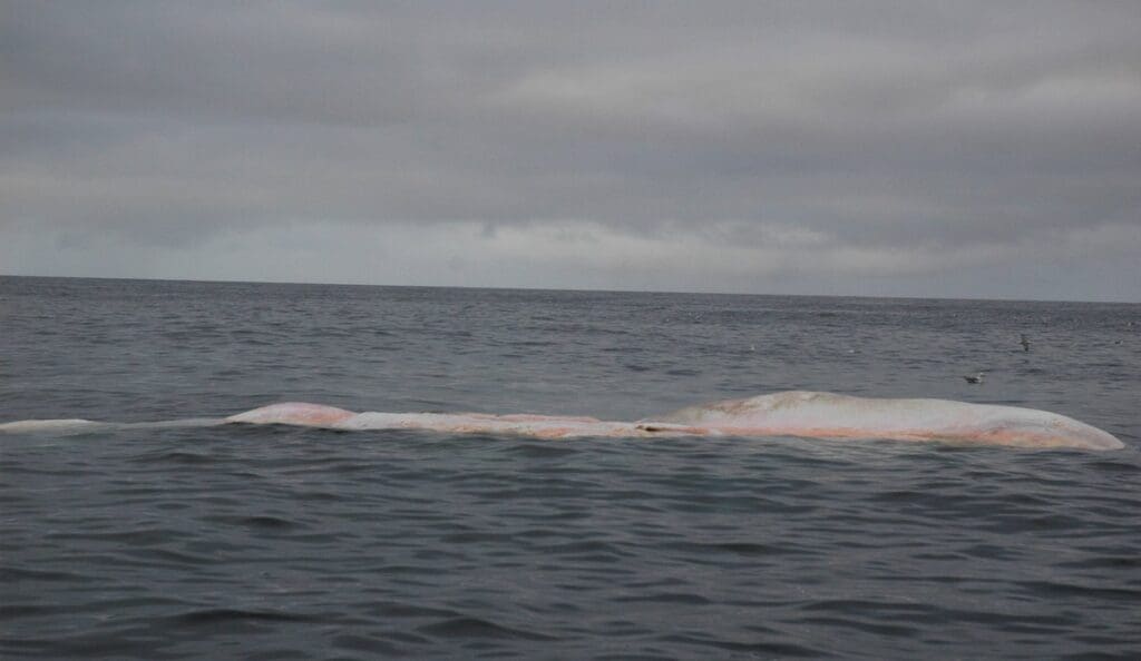 Foto av en død spermhval som flyter i havet