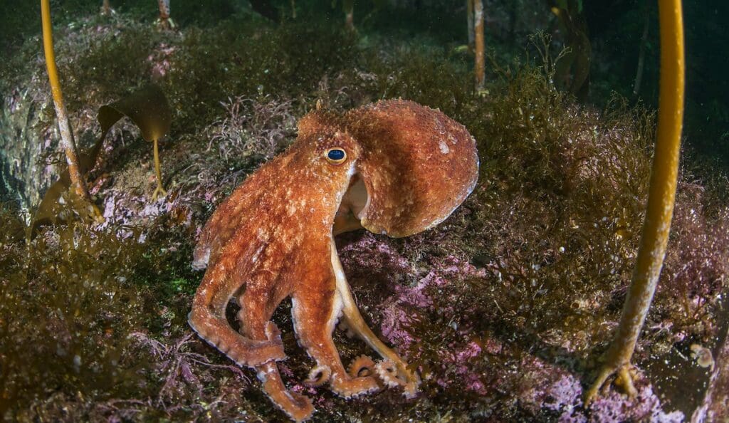 Foto av stor blekksprut