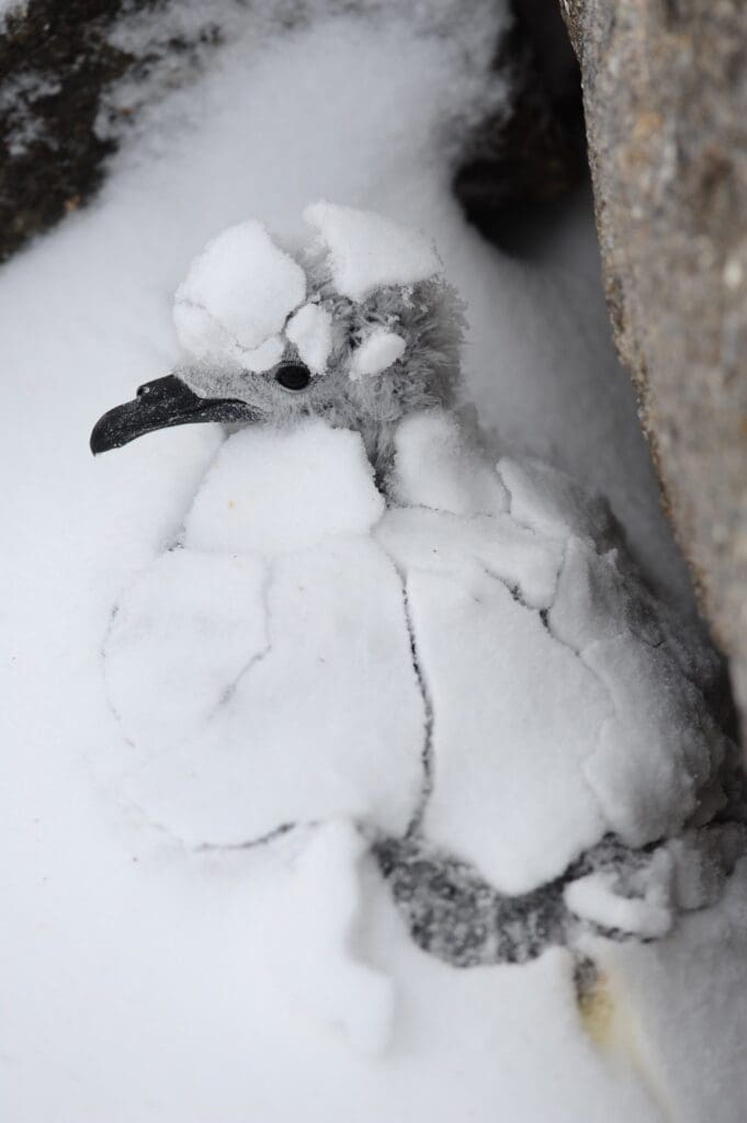 Foto av petrellunge som er delvis dekt av snø