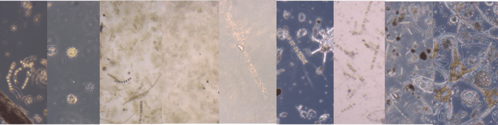 Mikroskop-foto av alger