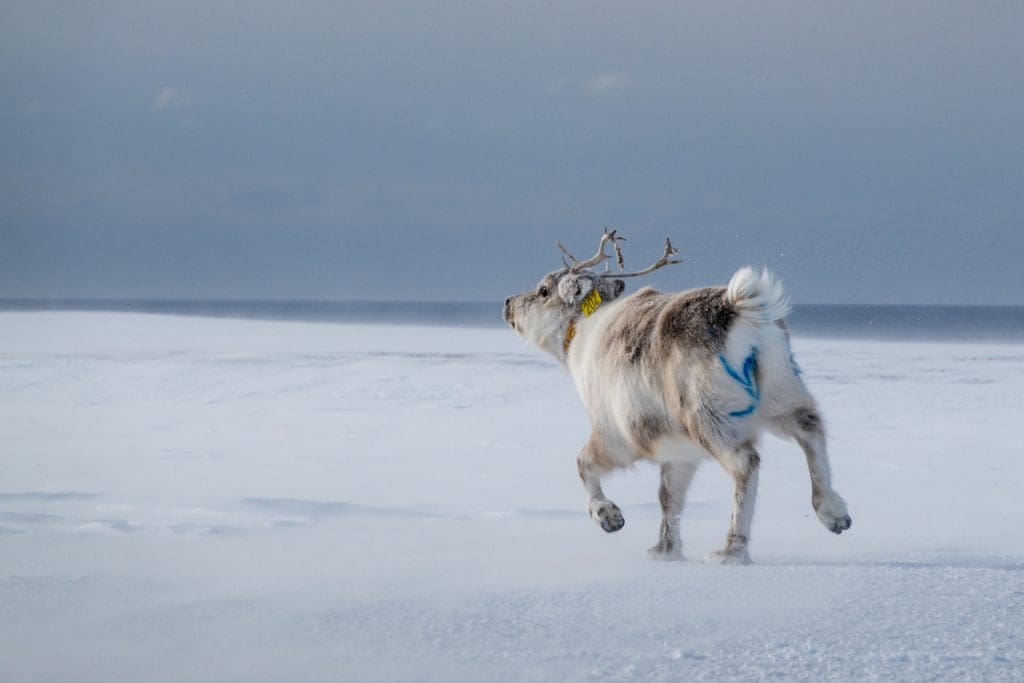 Bilde tilhørende arrangement Samme art på samme øy påvirkes ulikt av klimaendringene