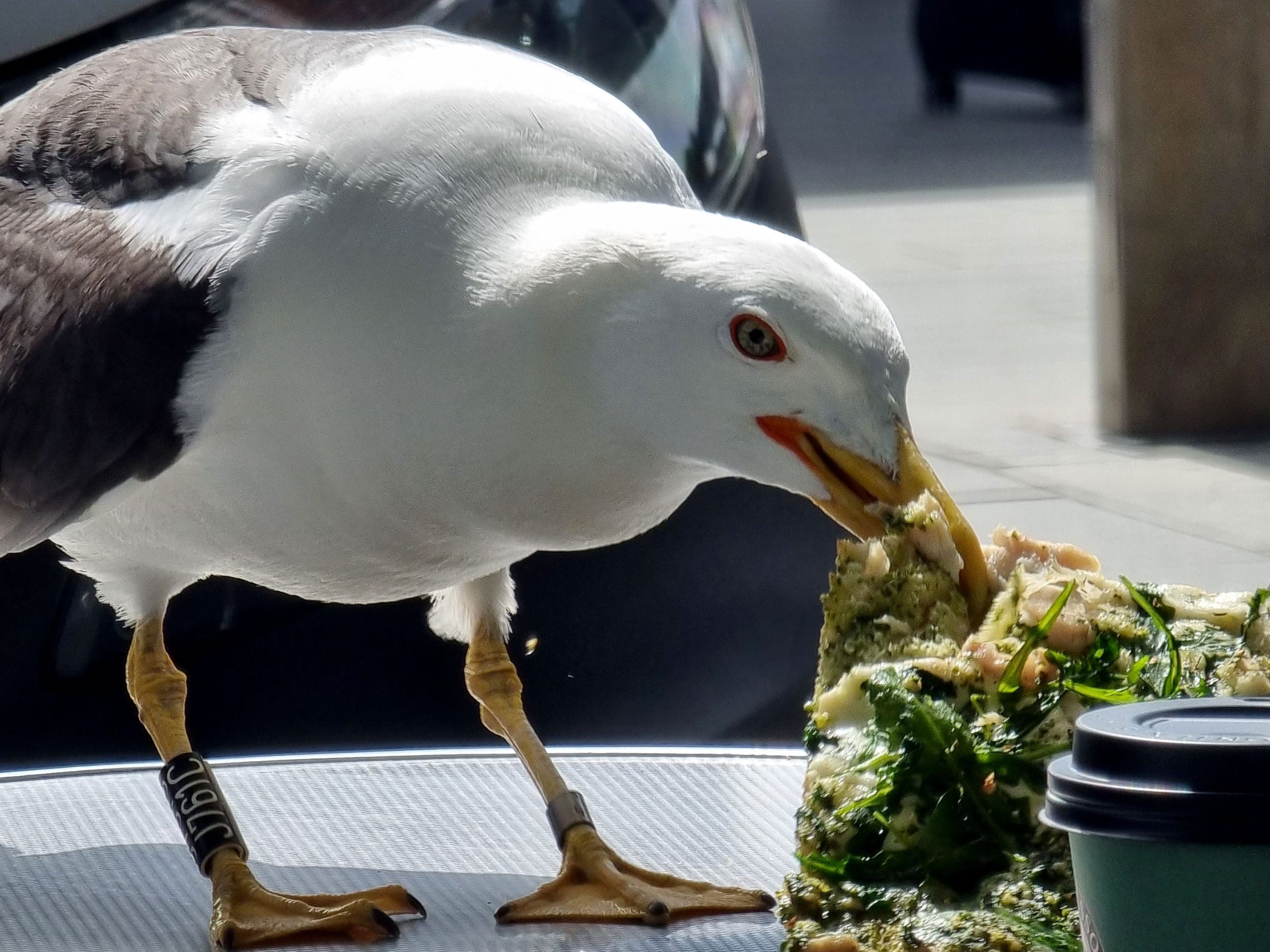 Hvordan leve med måker som bråker?