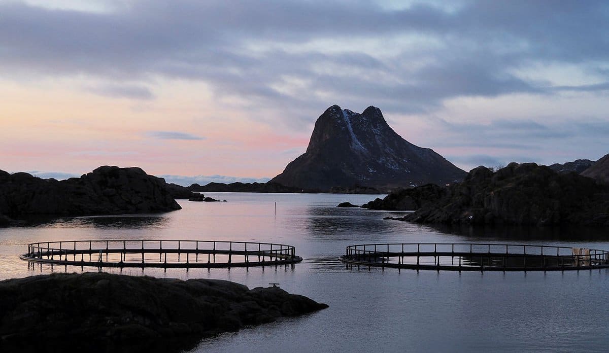 Flere oppdrettsanlegg er rammet av dødelighet