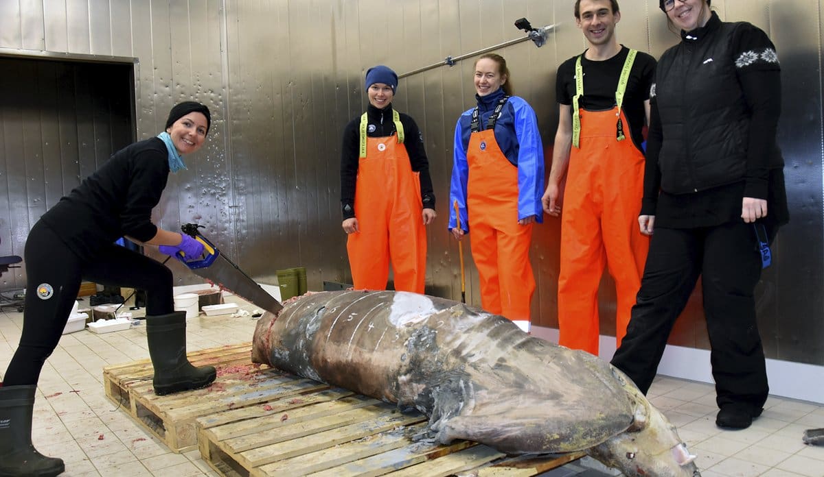 Haien brugde – hot or not?