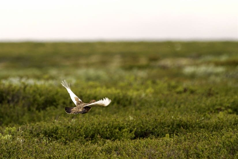 Positiv utvikling for lirypa