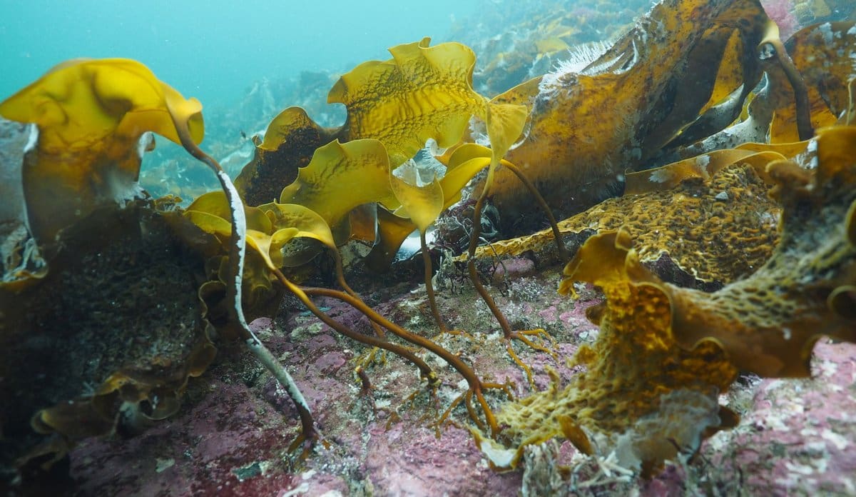 Den blå skogen gjev oss gode verd 7 milliardar kroner kvart år