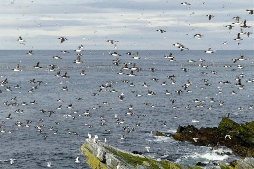 Har laget kart over alle sjøfugler