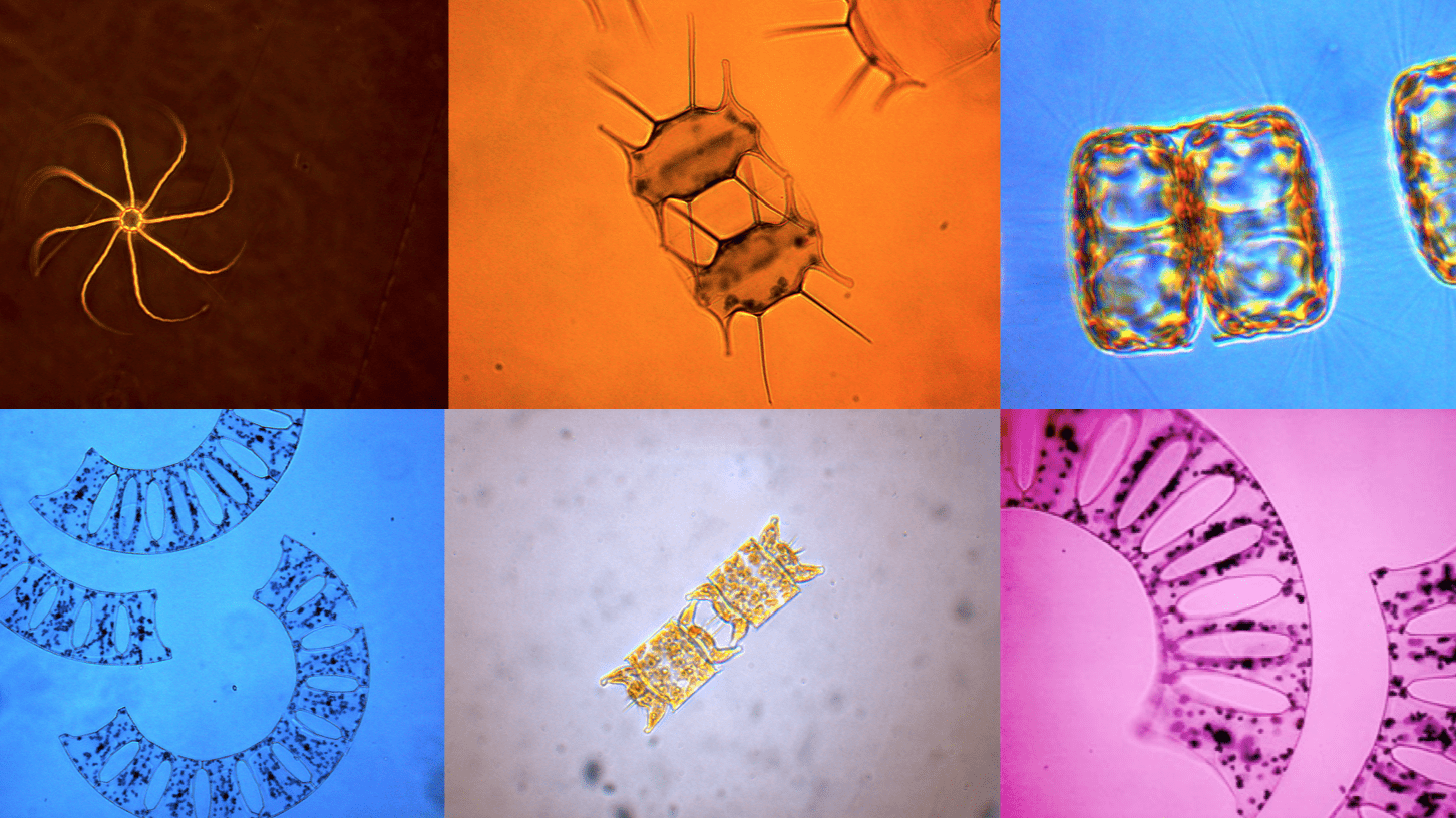 Kan alger hjelpe oss å redde verden?