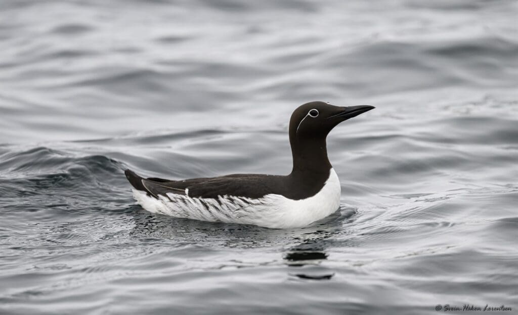Bilde tilhørende arrangement Nytt verktøy skal hindre kræsj mellom sjøfugl og industri