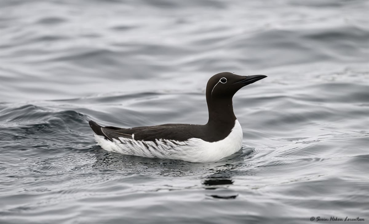 Nytt verktøy skal hindre kræsj mellom sjøfugl og industri