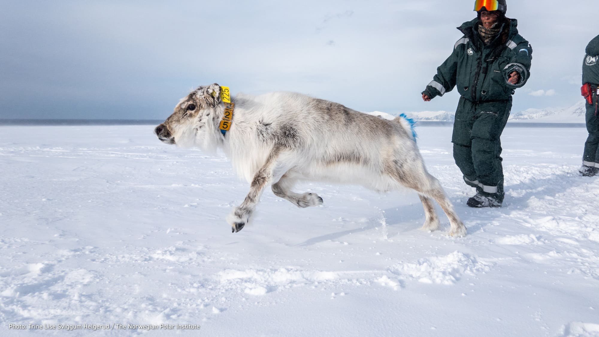 Klimaøkologi – en integrasjon av klimatologi og økologi
