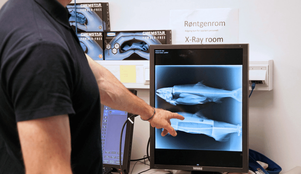 Bilde tilhørende arrangement Aldri sett så alvorlig deformert villfisk før