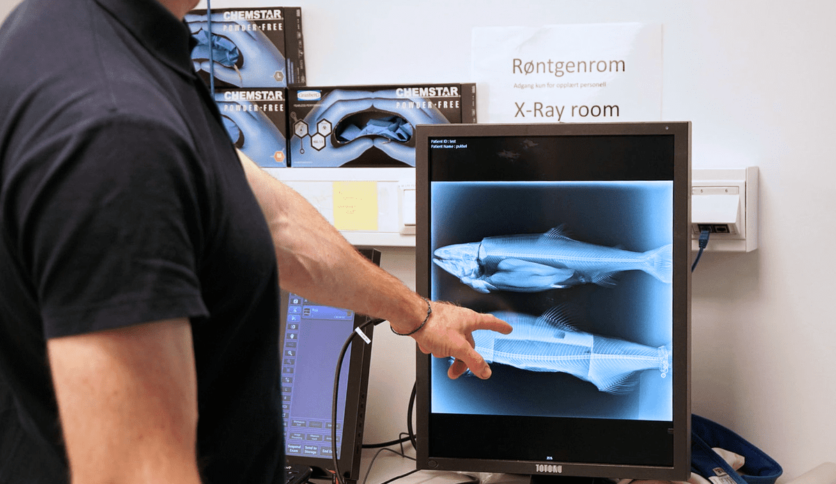 Aldri sett så alvorlig deformert villfisk før