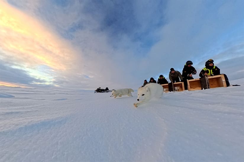 Bilde tilhørende arrangement Fjellrever tok charterfly til Nord-Norge