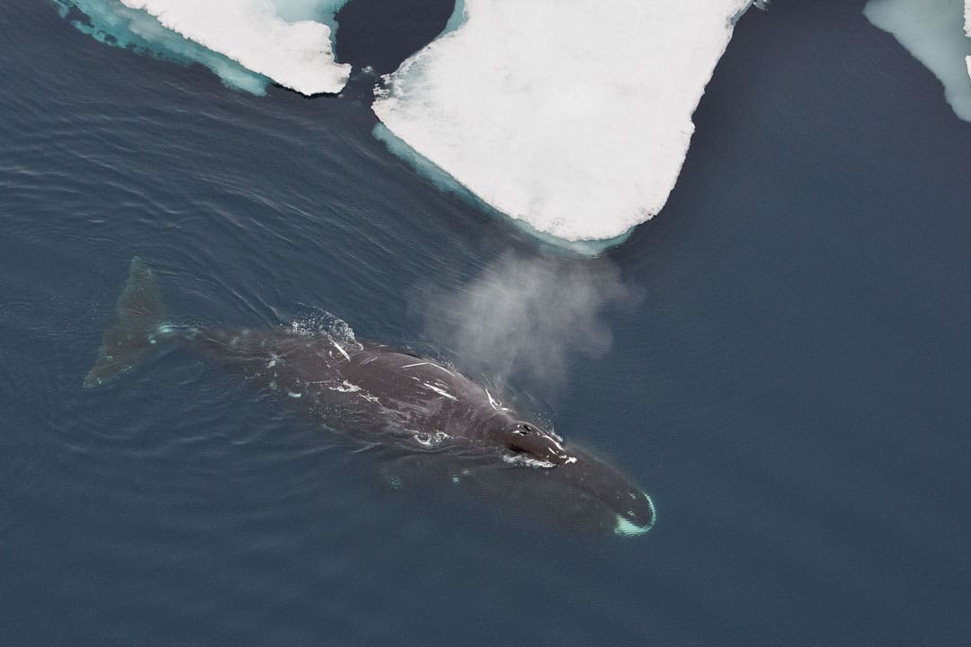 Grønlandshvalen – imitasjonens mester i Arktis