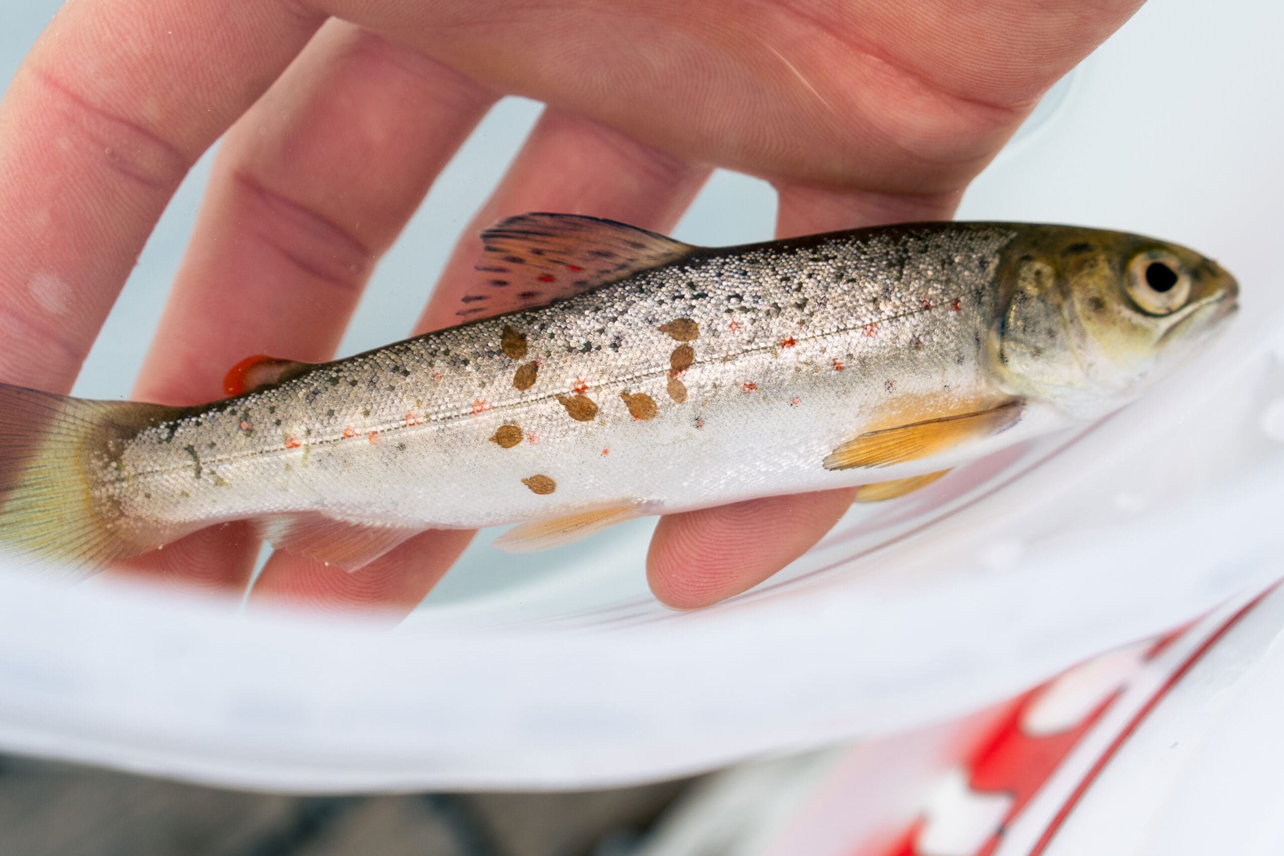Slik rammer klimaendringene oppdrettsnæringen