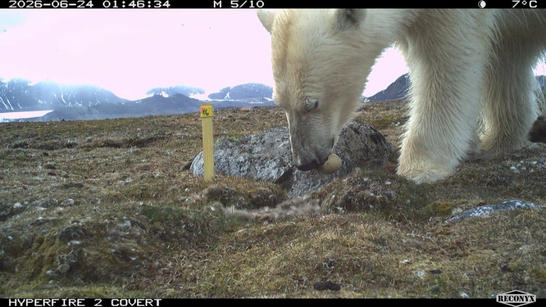 Rekordmange bjørnebesøk på ærfuglholmene i Kongsfjorden